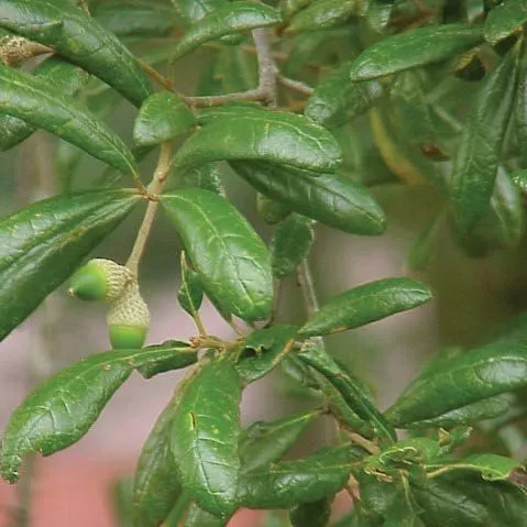 thumbnail for publication: Sand Live Oak, Quercus geminata